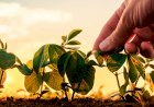 Região do Norte do Brasil já começa plantio de soja dividida entre expectativa e temor com custos e clima
