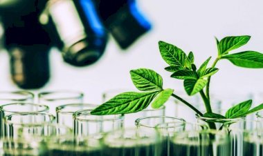 Fitocomplexos ampliam possibilidades da nutrição de precisão na produção de bovinos