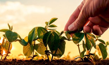 Região do Norte do Brasil já começa plantio de soja dividida entre expectativa e temor com custos e clima