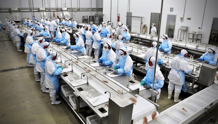 Abipesca: exportação de pescados do Brasil deve somar US$ 600 mi após alívio tarifário dos EUA